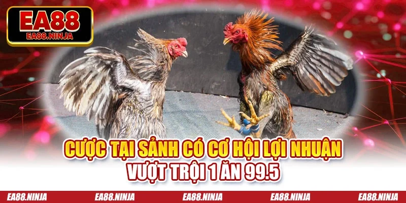 Đá Gà Ea88 Cược tại sảnh có cơ hội lợi nhuận vượt trội 1 ăn 99.5