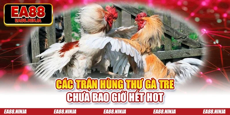 Đá Gà Ea88 Các trận hùng thư gà tre chưa bao giờ hết hot