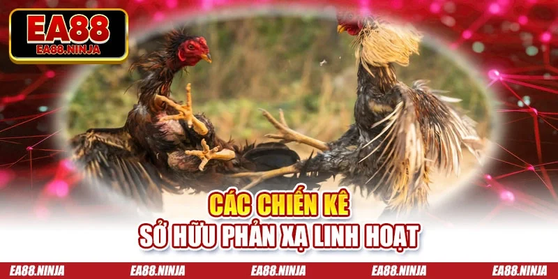 Các chiến kê sở hữu phản xạ linh hoạt