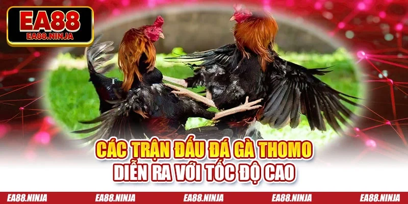 Các trận đấu đá gà Thomo diễn ra với tốc độ cao