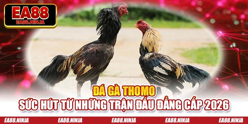 Đá gà Thomo