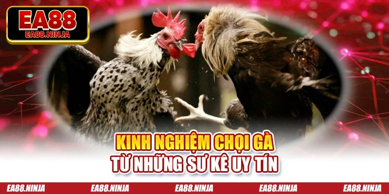 Đá Gà Tre Trực Tiếp Cực Cháy, Nóng Bỏng Cùng Với EA88 Kinh nghiệm chọi gà từ những sư kê uy tín