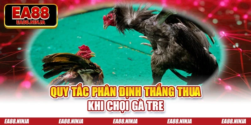 Đá Gà Tre Trực Tiếp Cực Cháy, Nóng Bỏng Cùng Với EA88 Quy tắc phân định thắng thua khi chọi gà tre