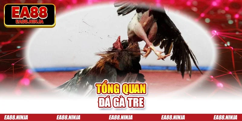 Đá Gà Tre Trực Tiếp Cực Cháy, Nóng Bỏng Cùng Với EA88 Tổng quan đá gà tre