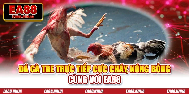 Đá gà tre